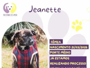 Cachorro raça SRD-ViraLata idade Abaixo de 2 meses nome Jeanette