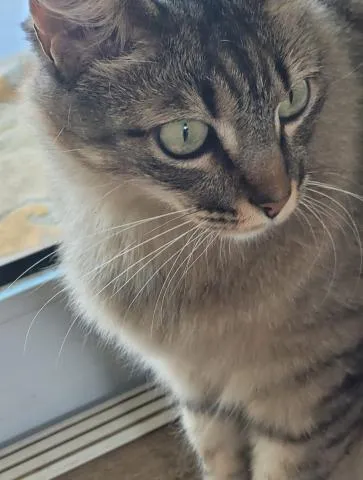 Gato raça SRD-ViraLata idade 6 ou mais anos nome Menininha