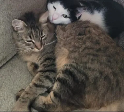 Gato raça SRD-ViraLata idade 6 ou mais anos nome Menininha