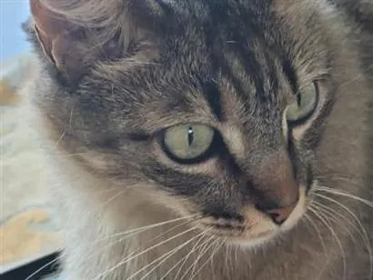 Gato raça SRD-ViraLata idade 6 ou mais anos nome Menininha
