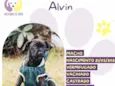 Alvin