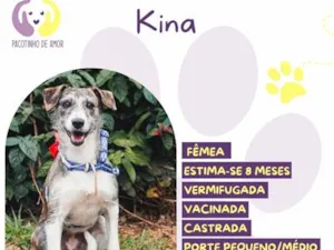 Cachorro raça SRD-ViraLata idade 7 a 11 meses nome Kina
