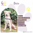Belo