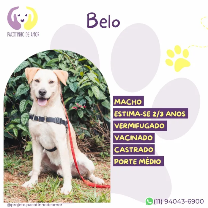 Cachorro raça SRD-ViraLata idade 2 anos nome Belo