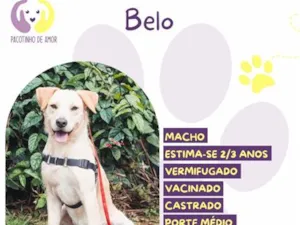 Cachorro raça SRD-ViraLata idade 2 anos nome Belo