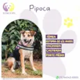 Pipoca