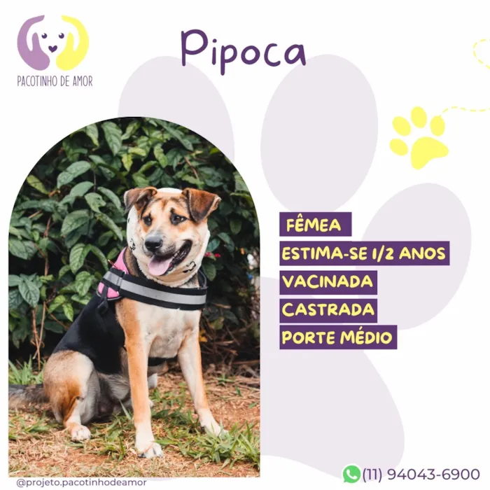 Cachorro raça SRD-ViraLata idade 1 ano nome Pipoca