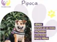 Pipoca