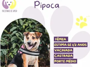 Cachorro raça SRD-ViraLata idade 1 ano nome Pipoca