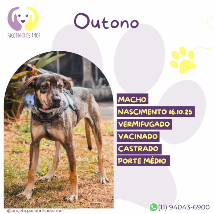 Cachorro raça SRD-ViraLata idade 7 a 11 meses nome Outono