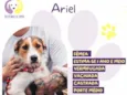 Ariel