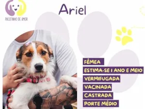 Cachorro raça SRD-ViraLata idade 1 ano nome Ariel