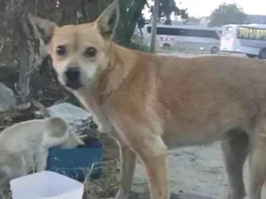 Cachorro raça SRD-ViraLata idade 6 ou mais anos nome Princesa