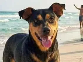Cachorro raça SRD-ViraLata idade 5 anos nome Boo
