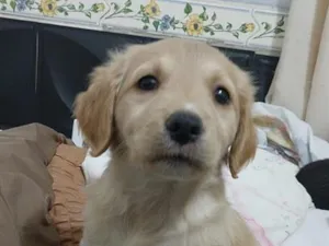 Cachorro raça SRD-ViraLata idade Abaixo de 2 meses nome Elis Regina 
