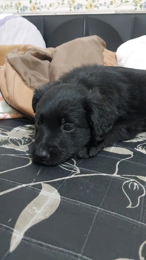 Cachorro raça SRD-ViraLata idade Abaixo de 2 meses nome Luciana Melo