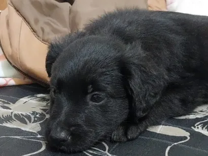 Cachorro raça SRD-ViraLata idade Abaixo de 2 meses nome Luciana Melo