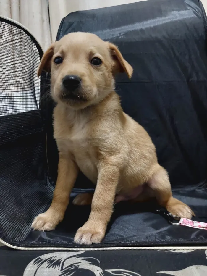 Cachorro raça SRD-ViraLata idade Abaixo de 2 meses nome lo Borges