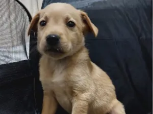 Cachorro raça SRD-ViraLata idade Abaixo de 2 meses nome lo Borges