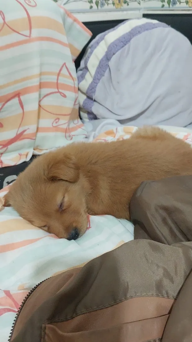 Cachorro raça SRD-ViraLata idade Abaixo de 2 meses nome Rita lee 