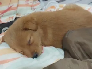 Cachorro raça SRD-ViraLata idade Abaixo de 2 meses nome Rita lee 