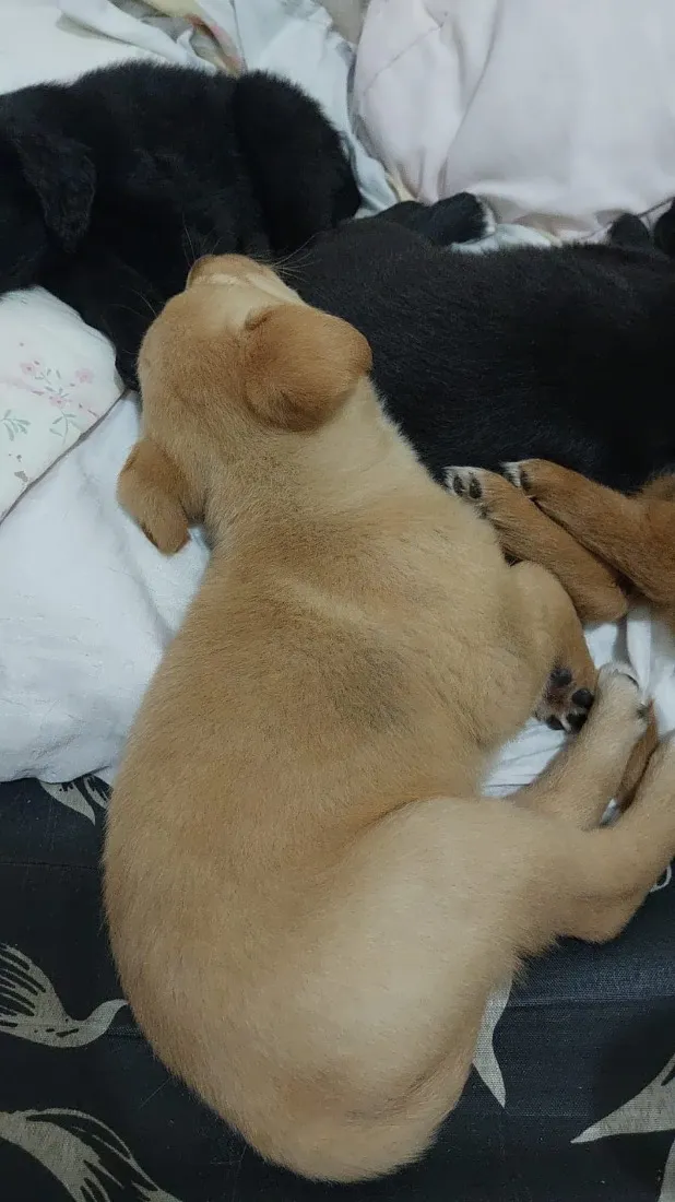 Cachorro raça SRD-ViraLata idade Abaixo de 2 meses nome Cássia Eller 