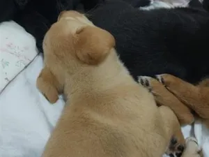Cachorro raça SRD-ViraLata idade Abaixo de 2 meses nome Cássia Eller 