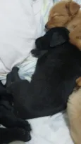 Zezé Mota 