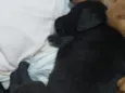 Zezé Mota 