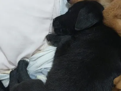 Cachorro raça SRD-ViraLata idade Abaixo de 2 meses nome Zezé Mota 