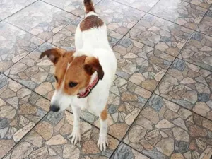 Cachorro raça SRD-ViraLata idade 2 anos nome Bolt 