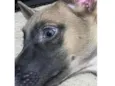 LUA 