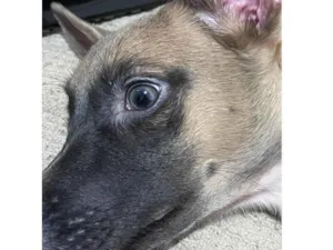 Cachorro raça SRD-ViraLata idade 1 ano nome LUA 