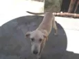 Shelbby
