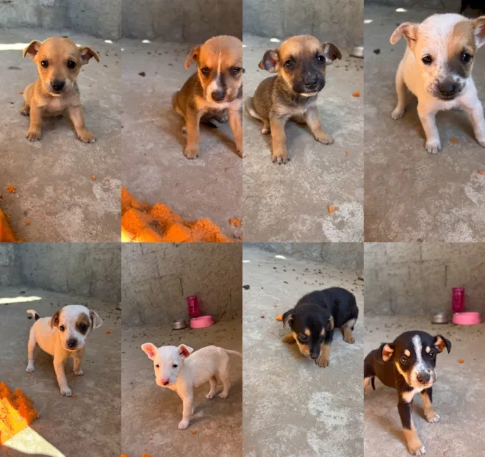 Cachorro raça SRD-ViraLata idade Abaixo de 2 meses nome Filhotes
