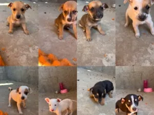 Cachorro raça SRD-ViraLata idade Abaixo de 2 meses nome Filhotes