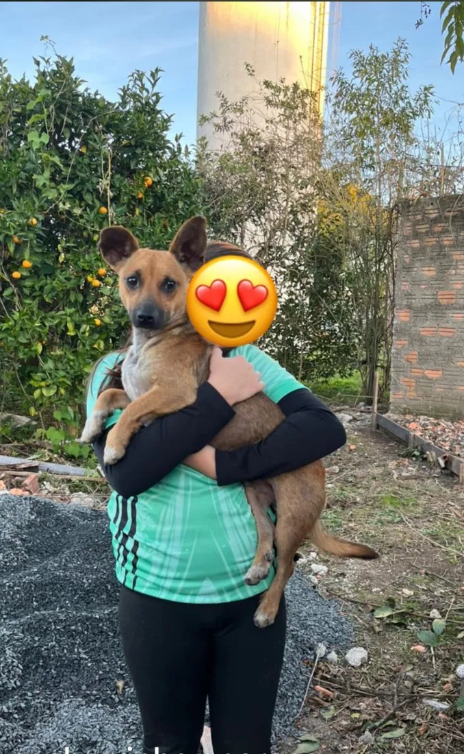Cachorro raça SRD-ViraLata idade 1 ano nome ?