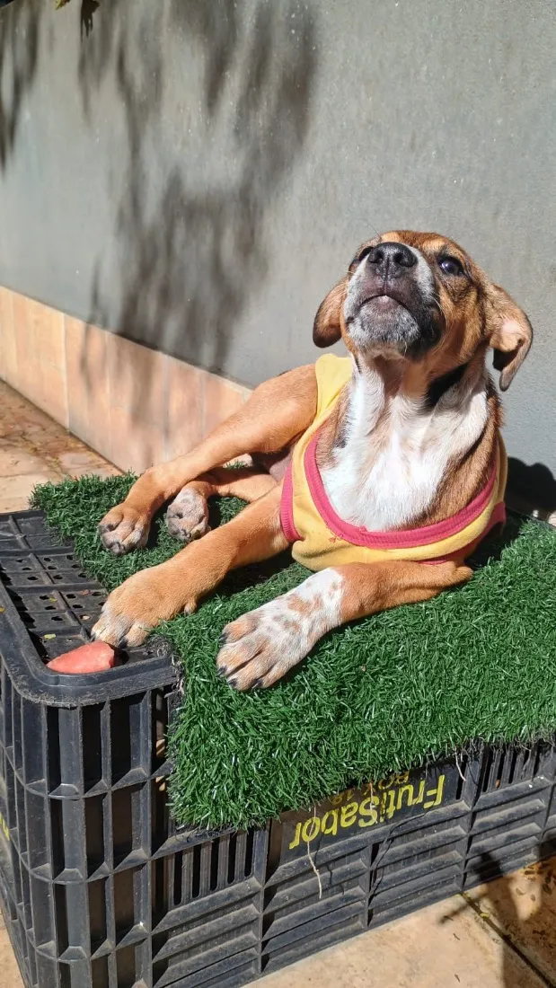 Cachorro raça SRD-ViraLata idade 2 a 6 meses nome Samantha