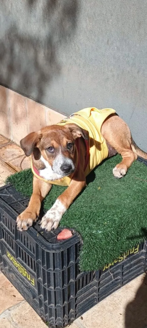 Cachorro raça SRD-ViraLata idade 2 a 6 meses nome Samantha