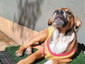 Cachorro raça SRD-ViraLata idade 2 a 6 meses nome Samantha