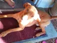frederico