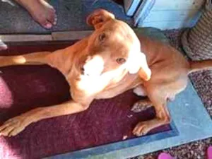 Cachorro raça SRD-ViraLata idade 4 anos nome frederico