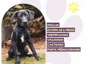 Cachorro raça SRD-ViraLata idade 7 a 11 meses nome Bradoock