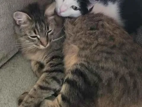 Gato raça SRD-ViraLata idade 6 ou mais anos nome Menininha