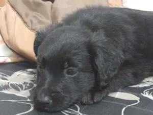 Cachorro raça SRD-ViraLata idade Abaixo de 2 meses nome Luciana Melo