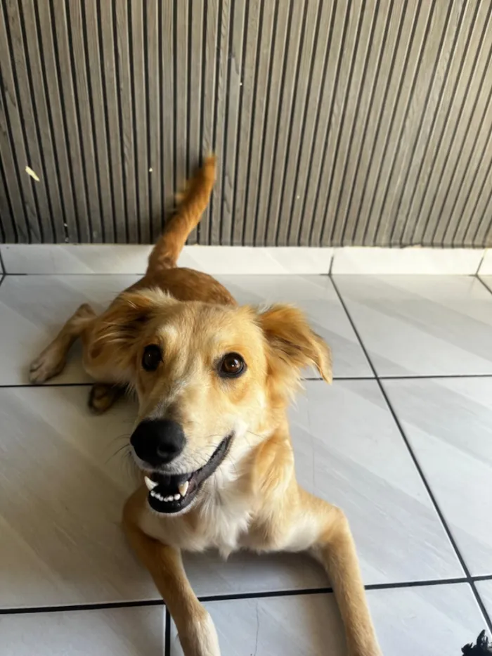 Cachorro raça SRD-ViraLata idade 2 anos nome Antonella