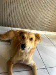 Antonella