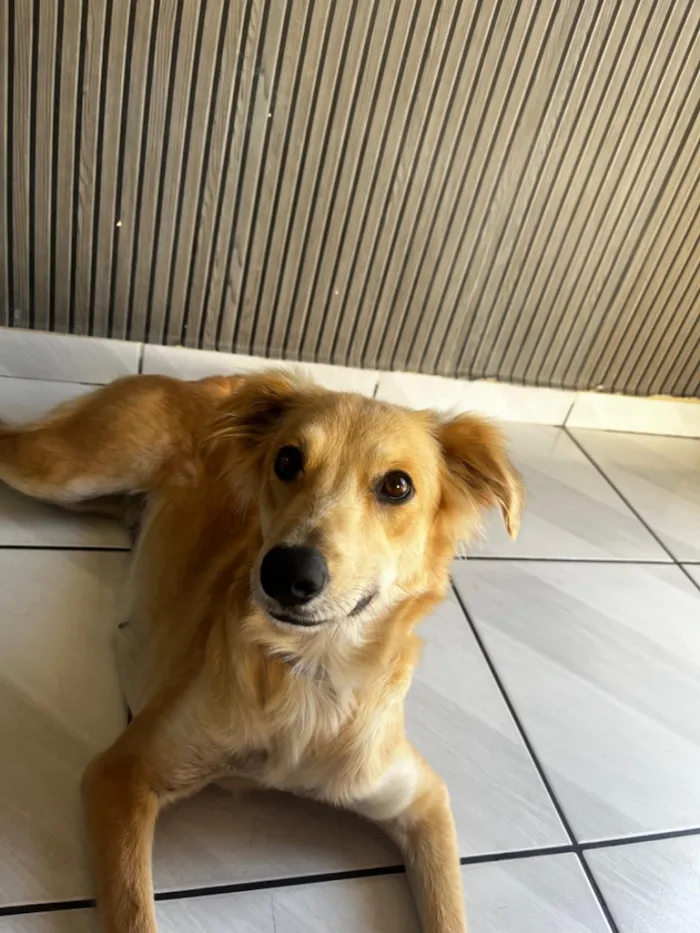 Cachorro raça SRD-ViraLata idade 2 anos nome Antonella