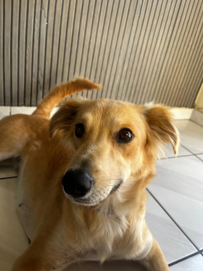 Cachorro raça SRD-ViraLata idade 2 anos nome Antonella