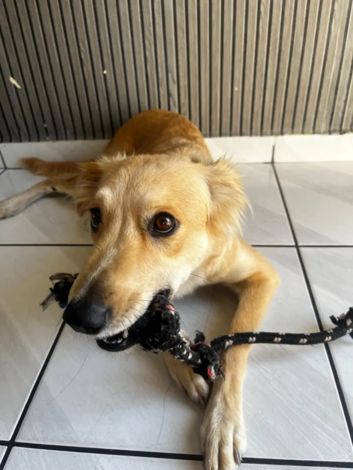 Cachorro raça SRD-ViraLata idade 2 anos nome Antonella